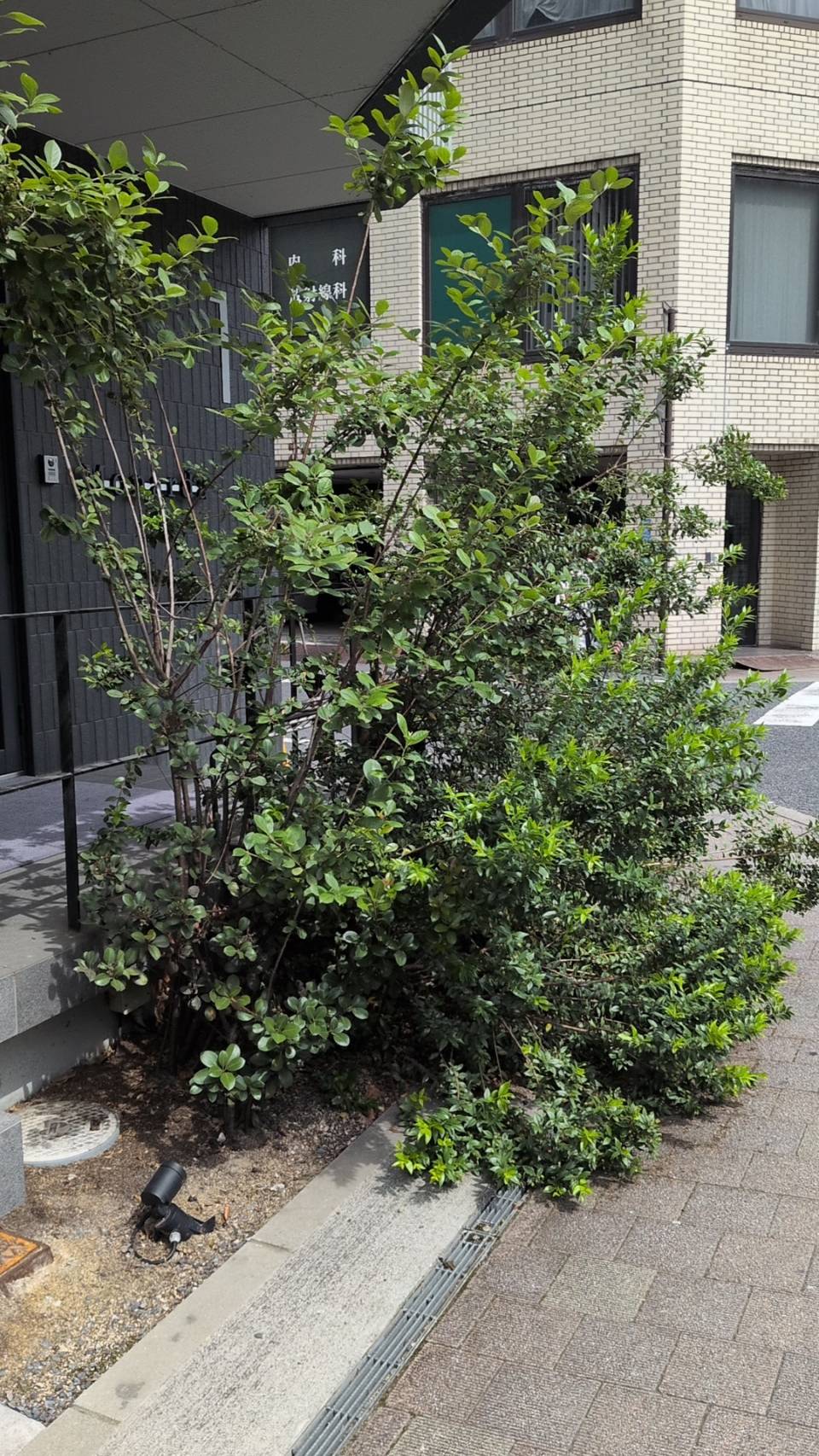 建物入口の植込み剪定前