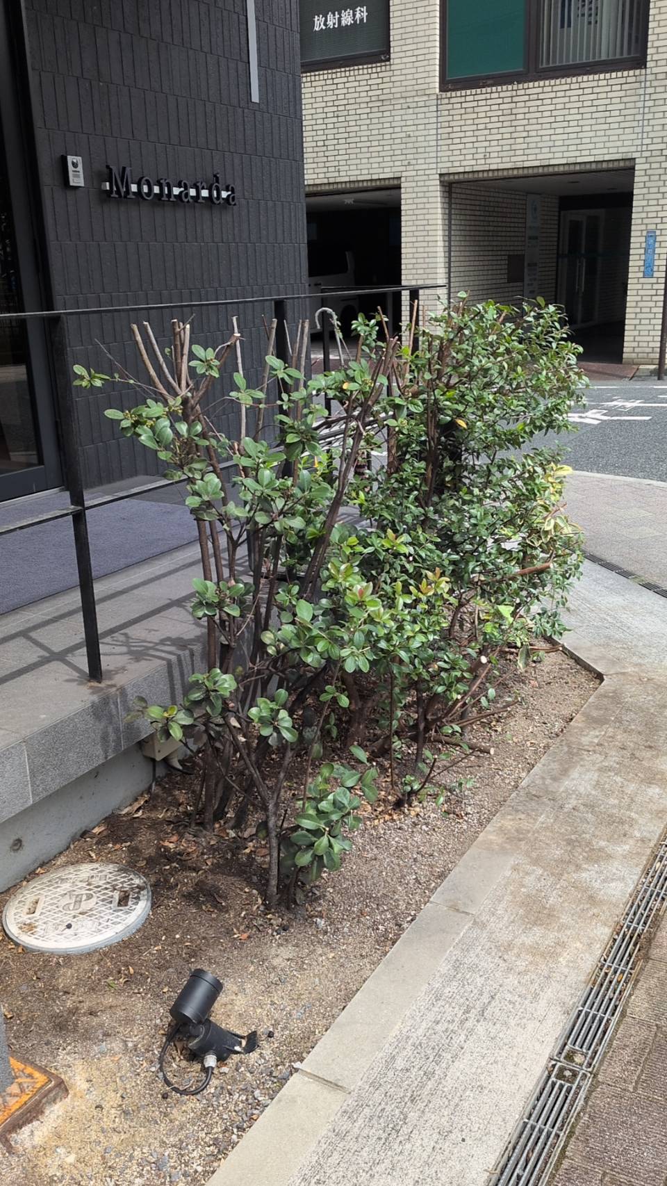 建物入口の植込み剪定後