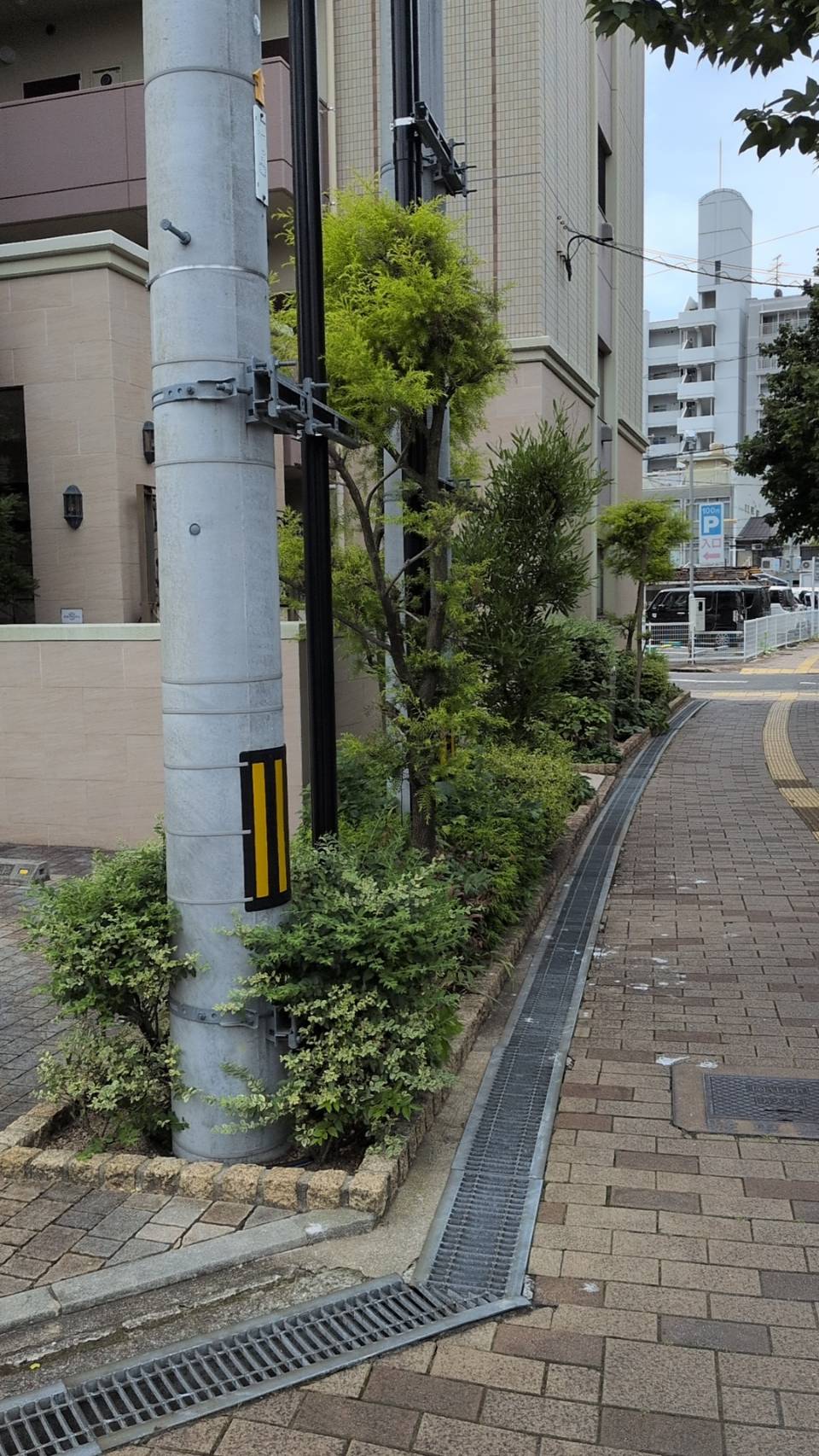 歩道沿いの庭木剪定前