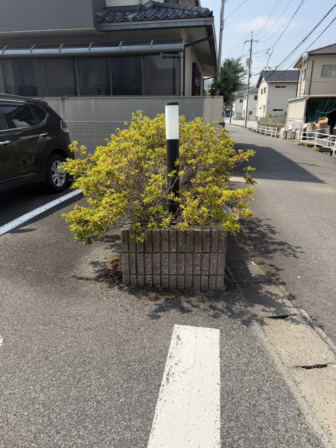 道路沿いの植込み剪定前