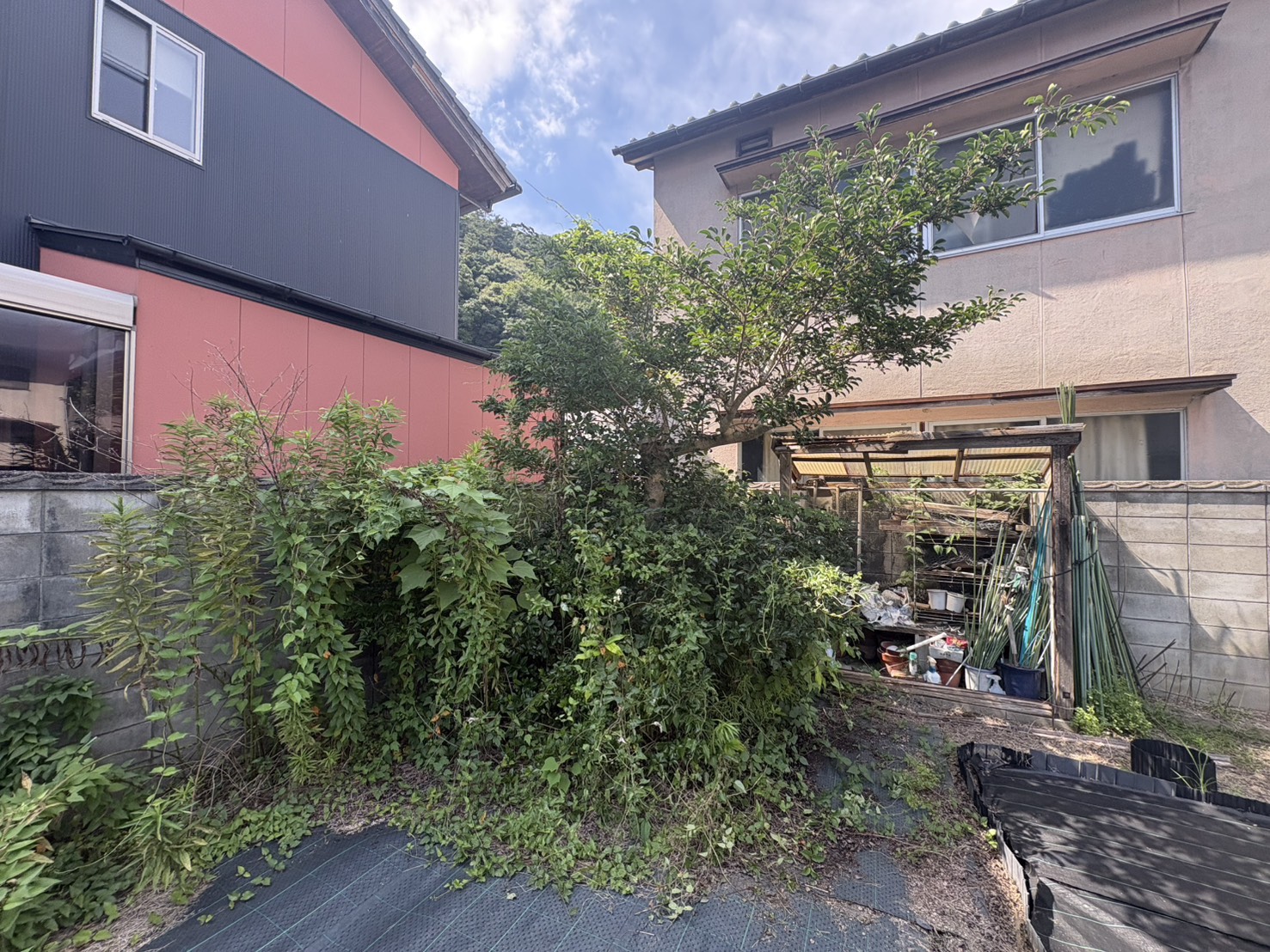 庭木と下草の整理前