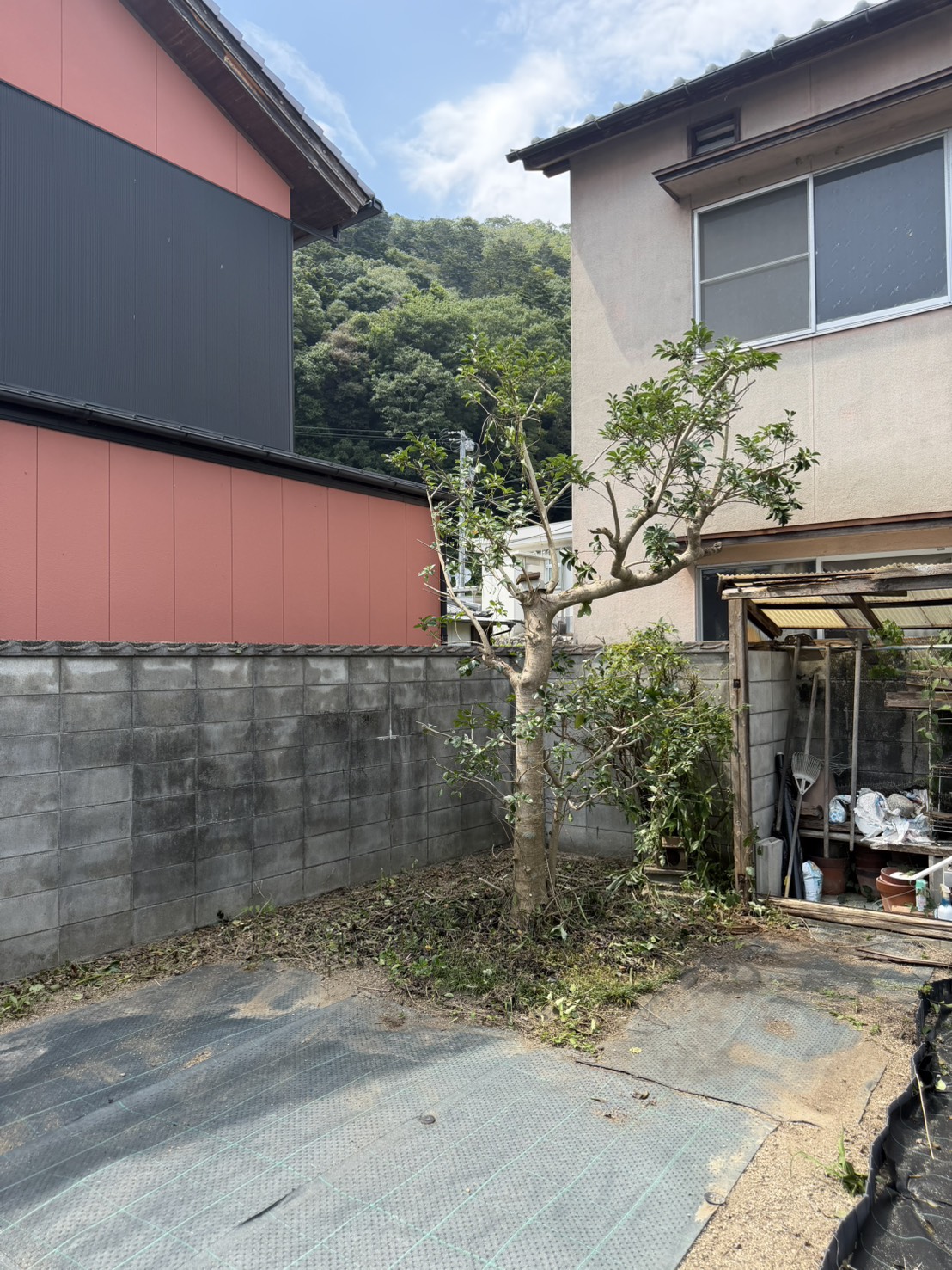 庭木と下草の整理後