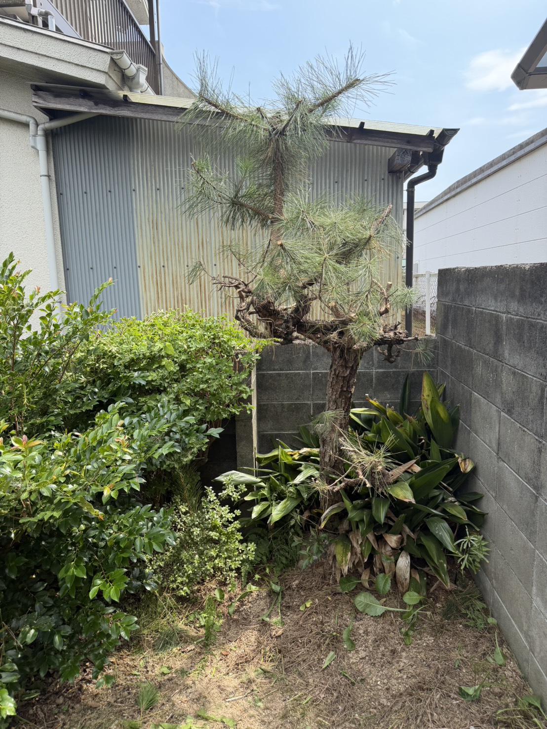 松と周辺植栽の剪定後