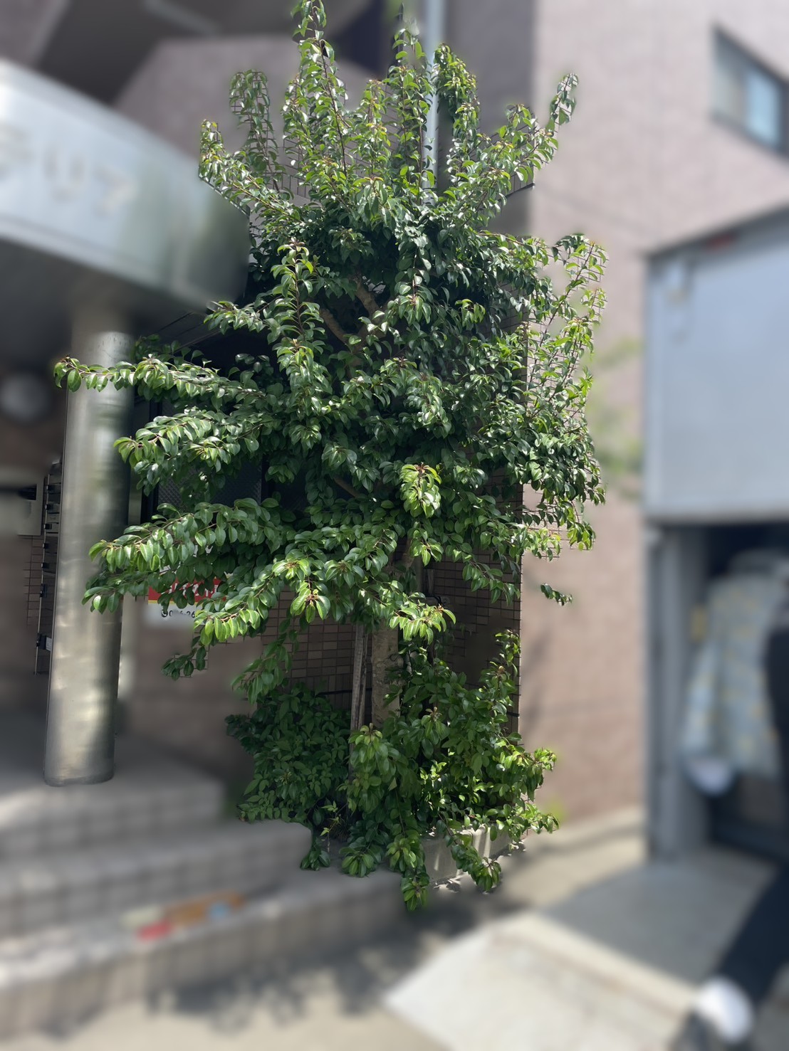 建物入口脇で枝葉が上下左右に大きく伸びた庭木の剪定前の様子