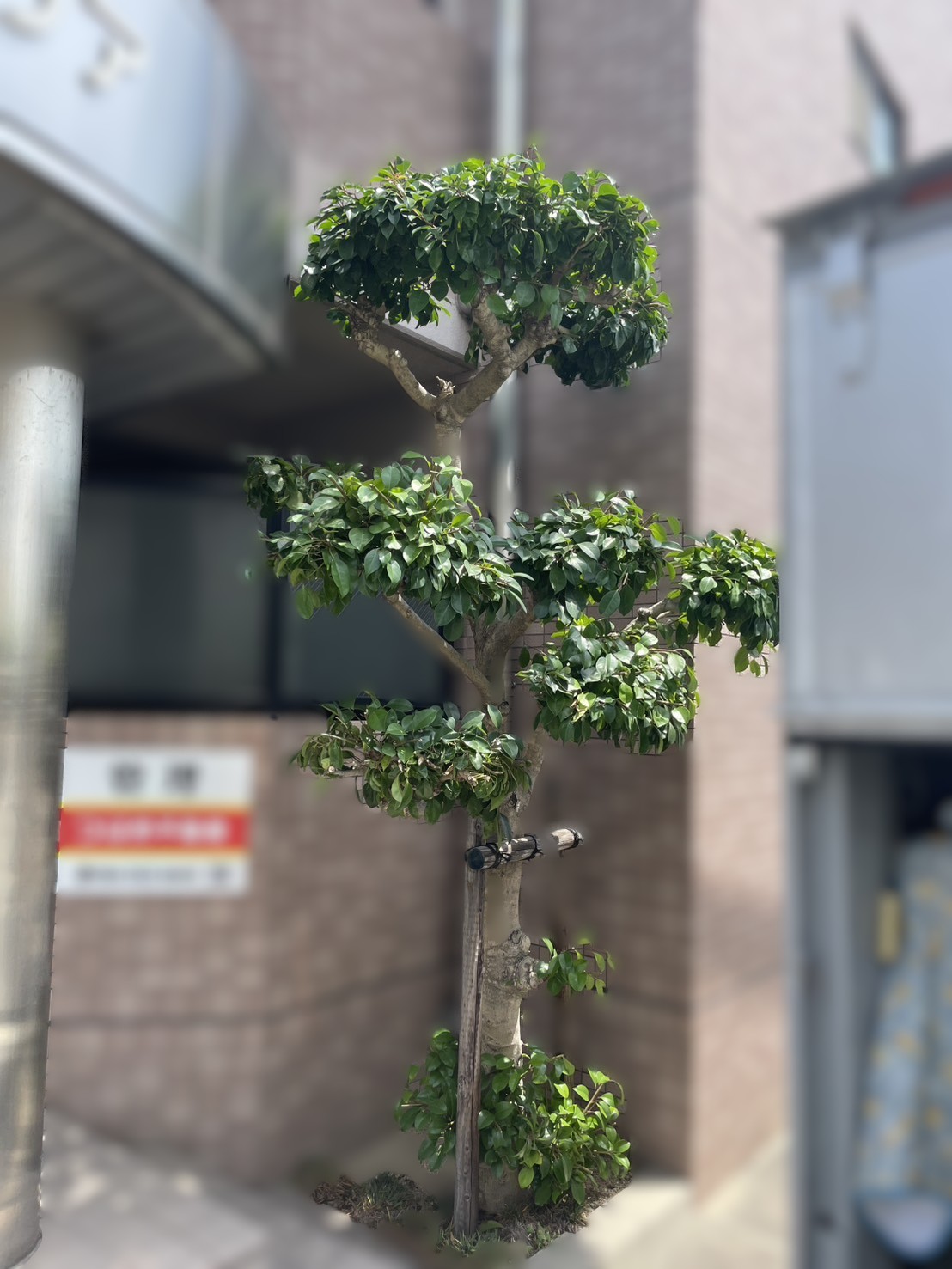 伸びた枝を切り段状の樹形を整えた庭木の剪定後の様子
